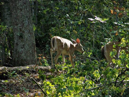 4 Season Fun At Legend Cottage Inn Bellaire Amenities photo